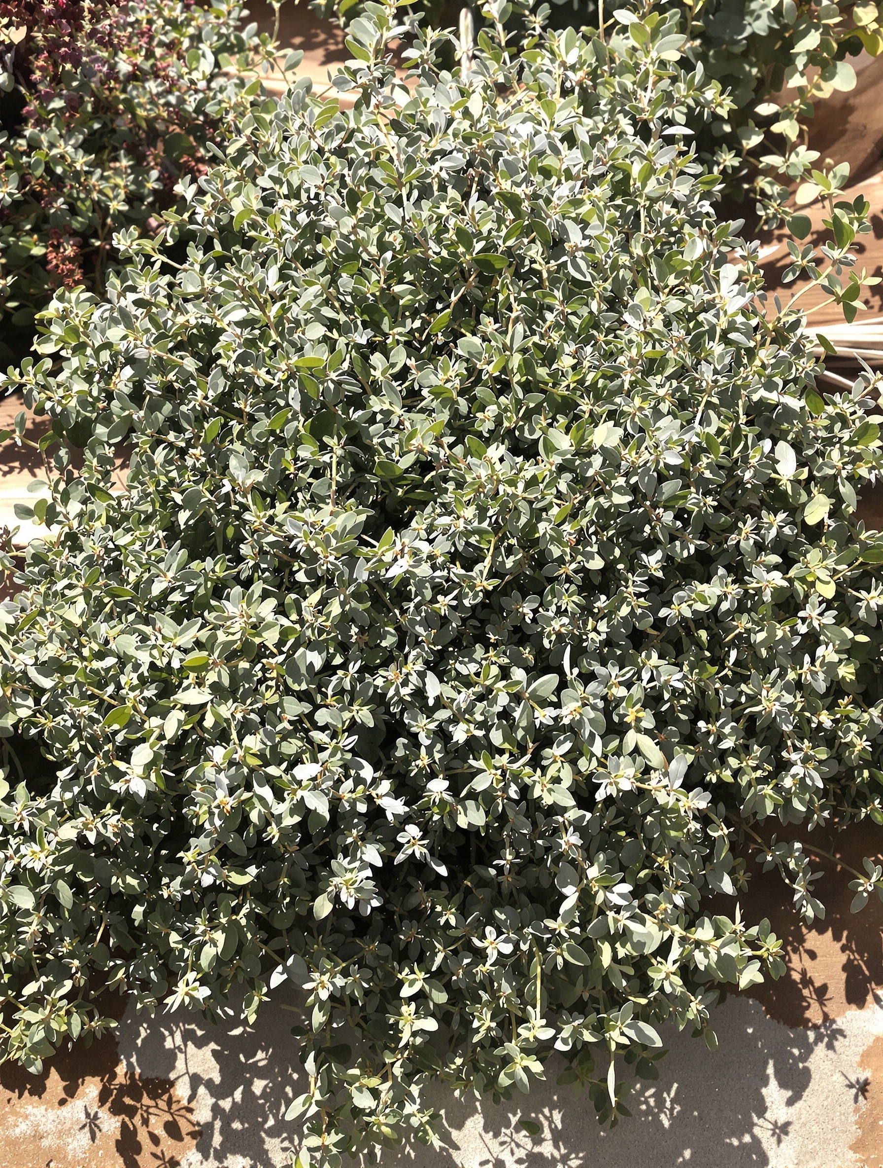 herbes aromatiques corses (thym corse, nepita, myrte) cueillies à la main dans un paysage de garrigue