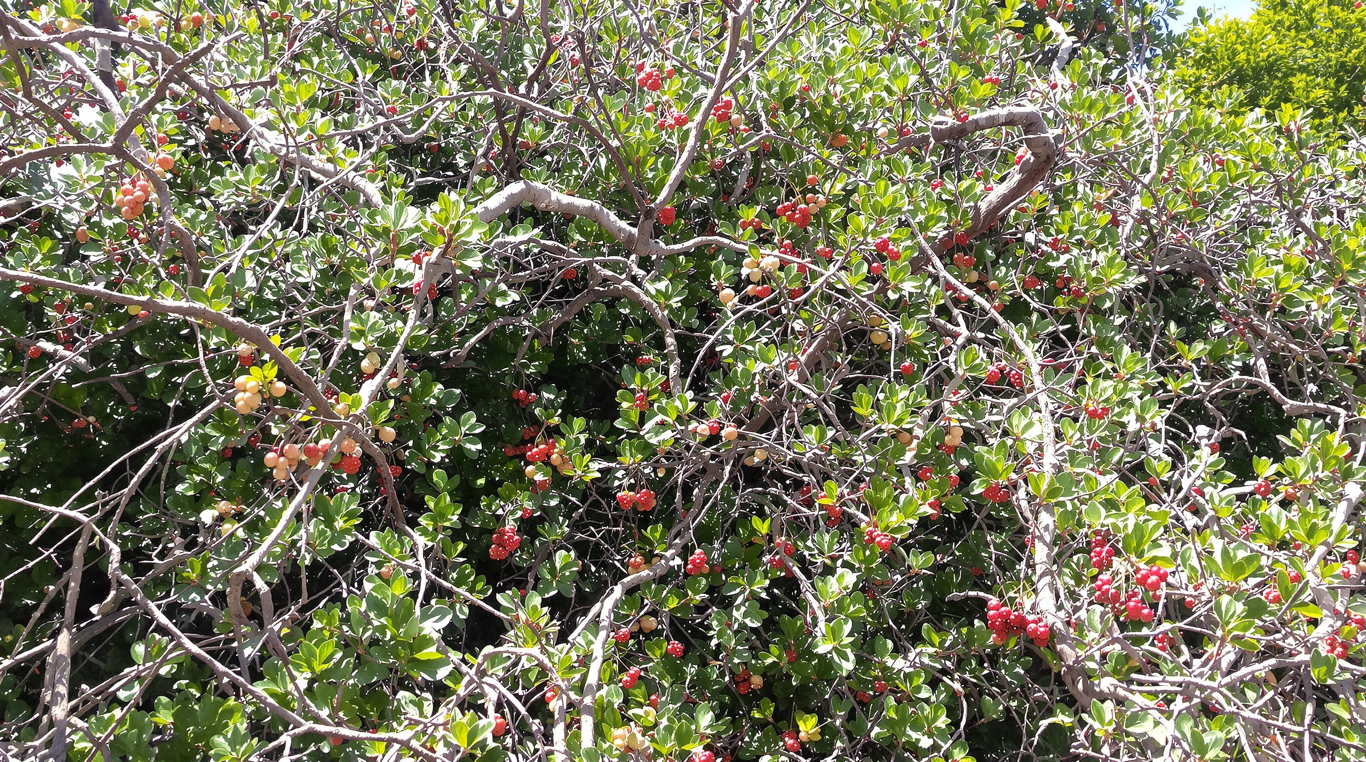 Image d'un maquis corse dense et verdoyant, avec des arbustes fleuris et parfumés, symbolisant sa résilience et sa richesse aromatique.