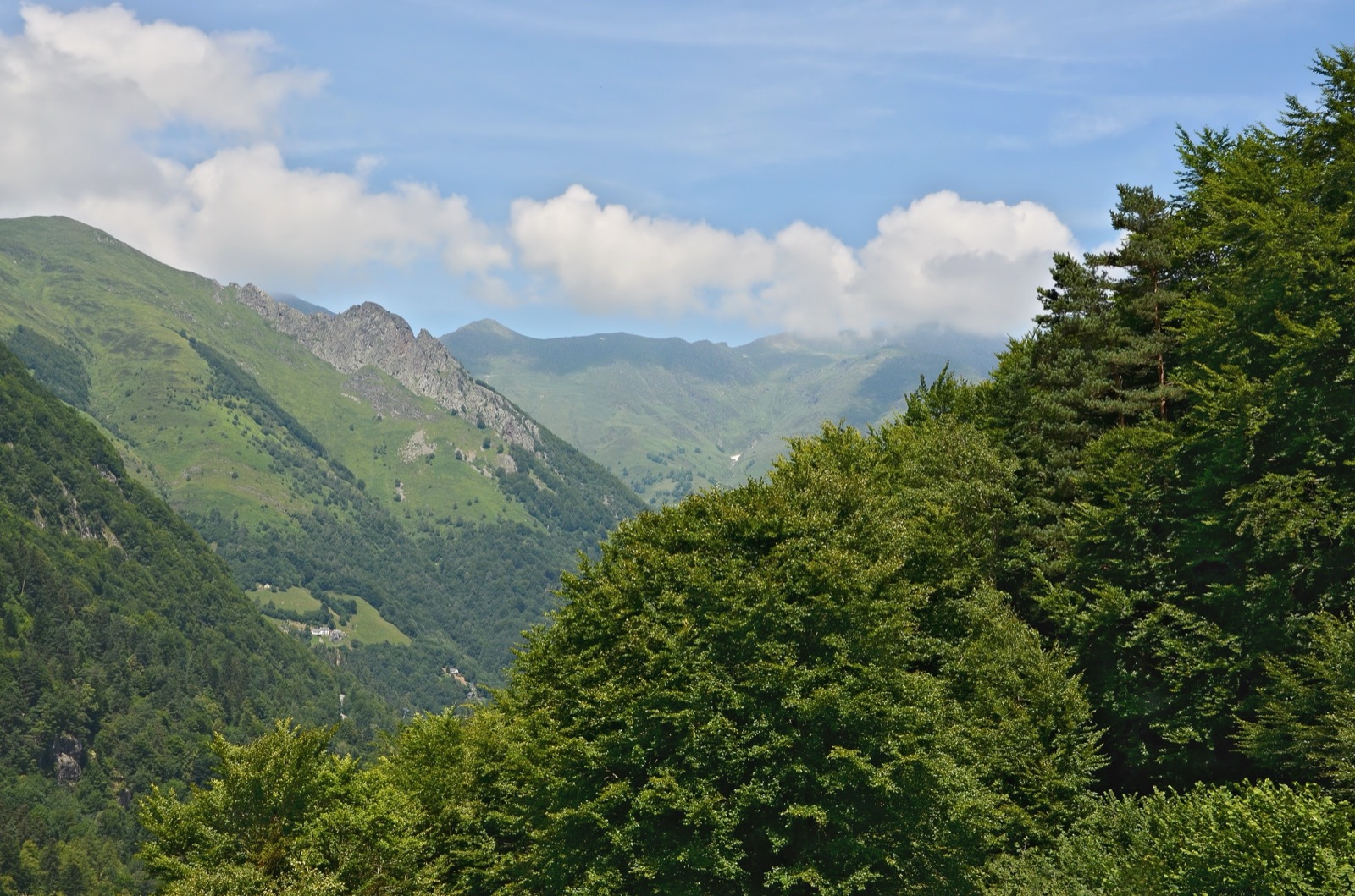 Forêt vue depuis le GR 10 au-dessus de Cauterets